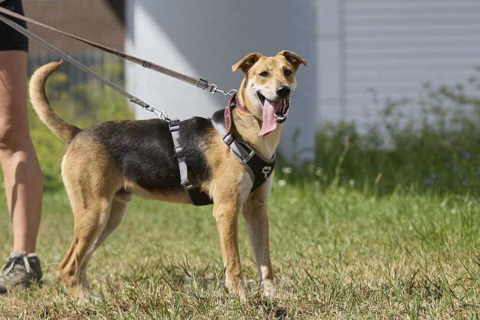 Собаки в Москве: Роналдо ищет свой дом  Мальчик, Бесплатно - фото 3