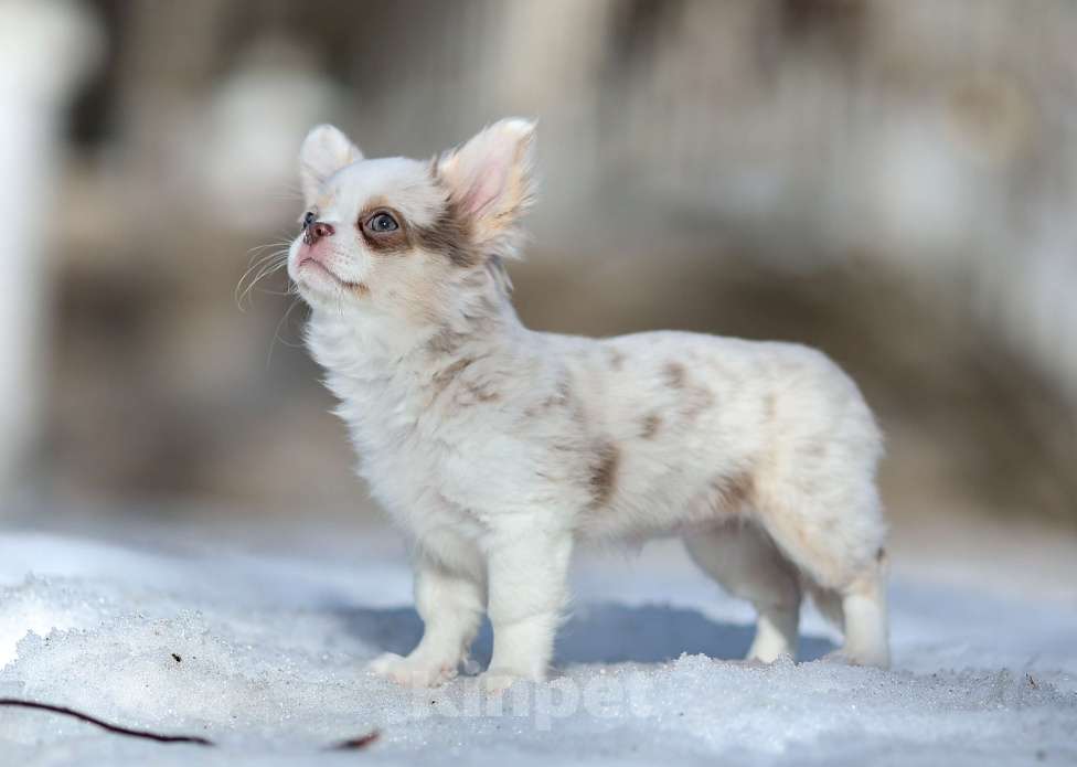 Собаки в Обнинске: Девочки чихуахуа меоле лиловая и шоколадная, голубые глаза Девочка, 60 000 руб. - фото 4