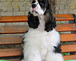 Собаки в Тамбове: щенки Американского кокер спаниеля, мальчики Мальчик, 40 000 руб. - фото 4