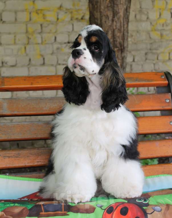 Собаки в Тамбове: щенки Американского кокер спаниеля, мальчики Мальчик, 40 000 руб. - фото 4