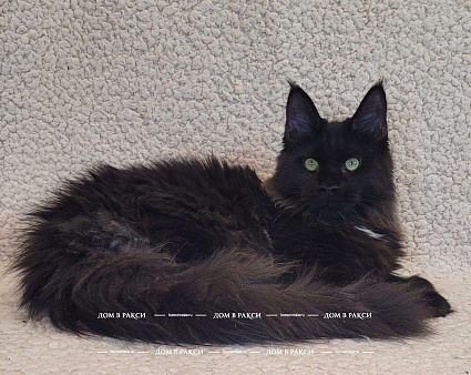 Кошка мейн-кун X’Bagheera Raksi Line