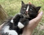 Кошки в других городах Московской области: Котенок в добрые руки Мальчик, Бесплатно - фото 5
