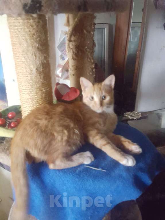 Кошки в Красногорске: Маленькая Стеша 4,5 месяца очень ждет родителей  Девочка, Бесплатно - фото 2