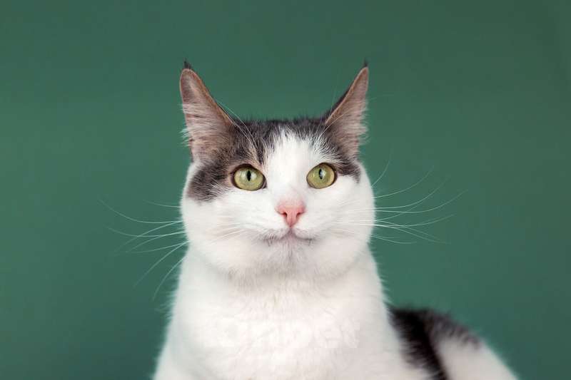 Кошки в Москве: Ласковый кот Масяня с кисточками на ушах и искренней улыбкой Мальчик, Бесплатно - фото 4