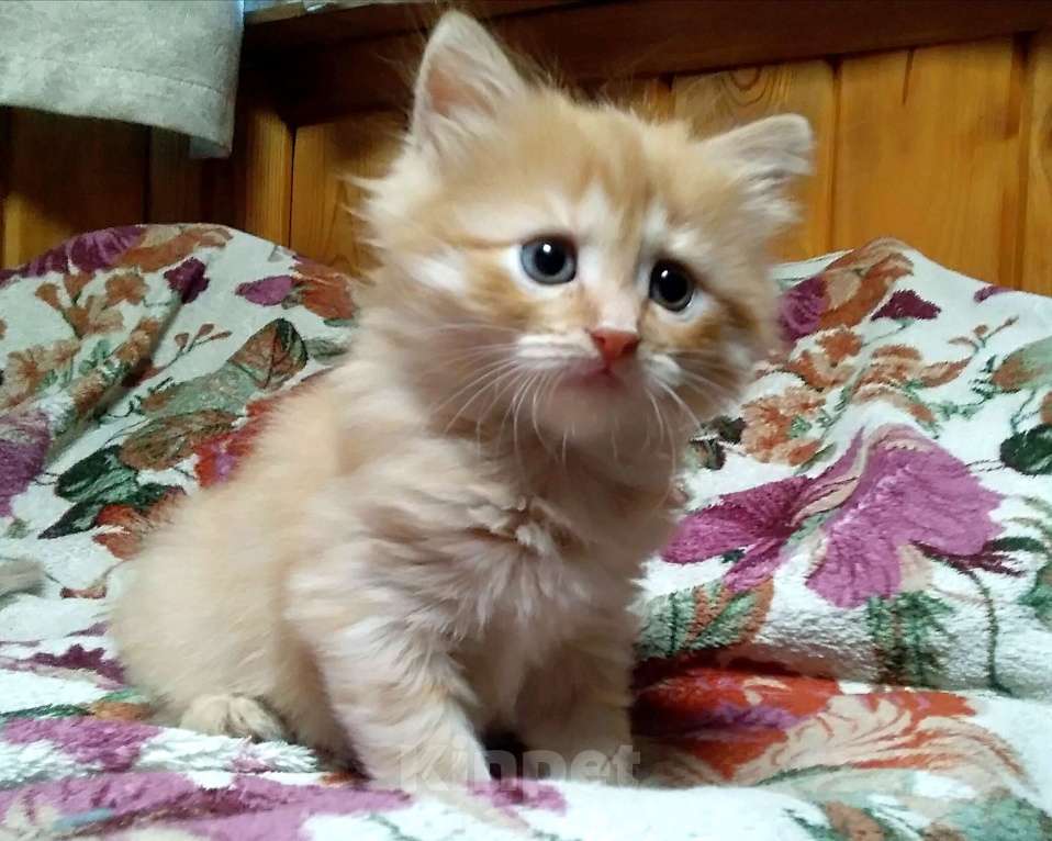 Кошки в Бронницах: Британские гибриды от крысыловоа 1/2 британец, 1/8 мейн кун Мальчик, 10 руб. - фото 7