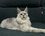 Кошки в Санкт-Петербурге: Мейн-кун котёнок Мальчик, 40 000 руб. - фото 2