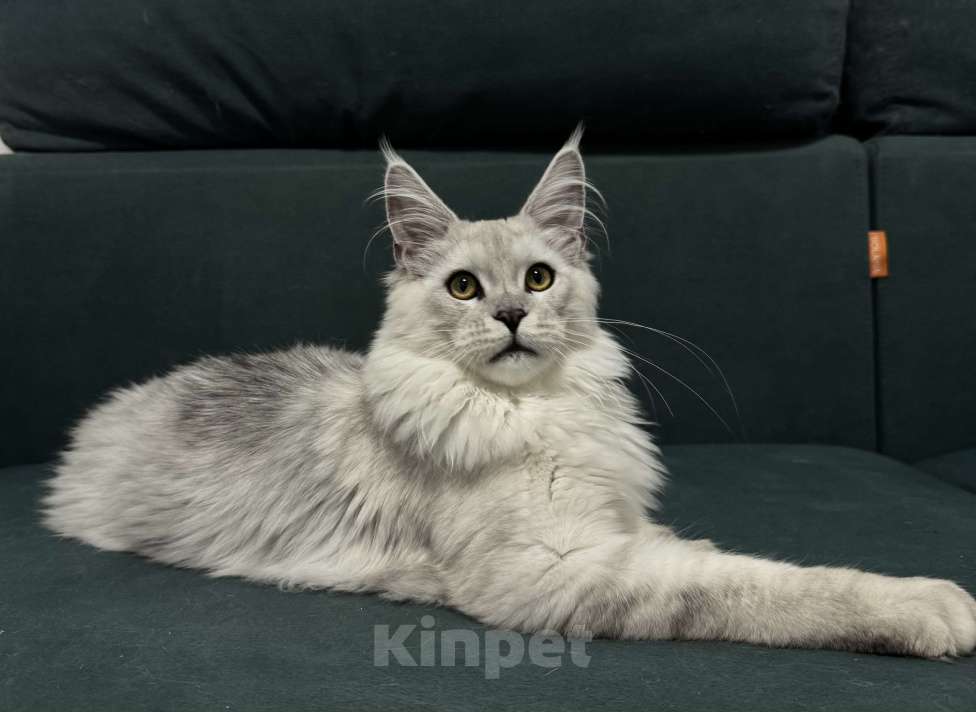 Кошки в Санкт-Петербурге: Мейн-кун котёнок Мальчик, 40 000 руб. - фото 2