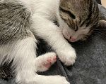 Кошки в Химках: Отдам котенка Мальчик, Бесплатно - фото 2
