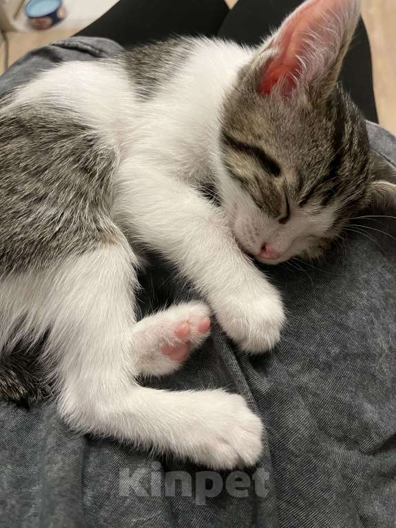 Кошки в Химках: Отдам котенка Мальчик, Бесплатно - фото 2