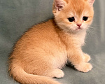 Кошки в Комсомольске-На-Амуре: Золотая шиншилла Юми Девочка, 100 000 руб. - фото 4