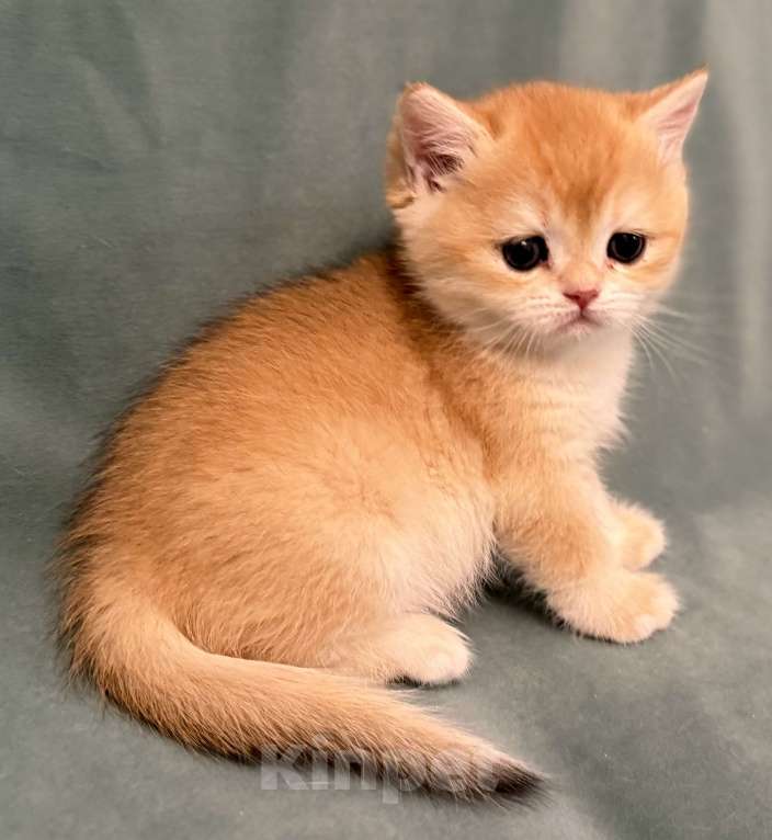 Кошки в Комсомольске-На-Амуре: Золотая шиншилла Юми Девочка, 100 000 руб. - фото 4