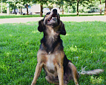Собаки в Москве: ФИФОЧКА Девочка, Бесплатно - фото 7