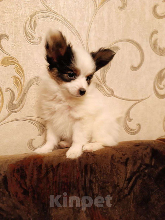 Собаки в Томске: Щенки папийона-красавицы в Томске Девочка, 35 000 руб. - фото 5