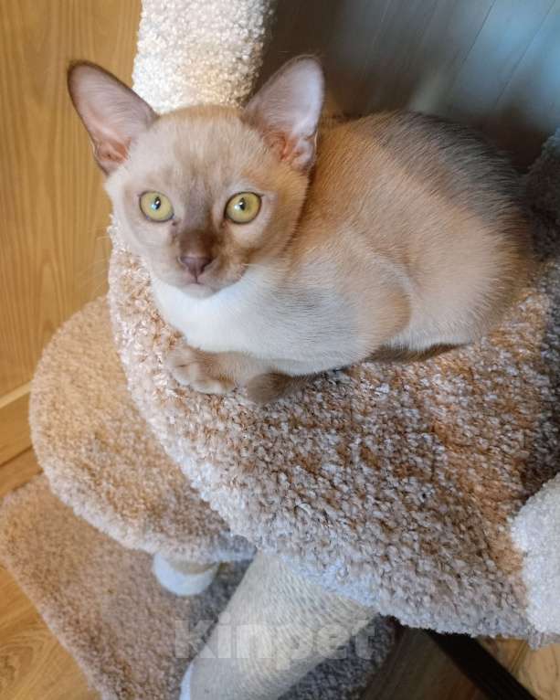 Кошки в Санкт-Петербурге: Бурманский котенок Ромео Мальчик, 40 000 руб. - фото 5