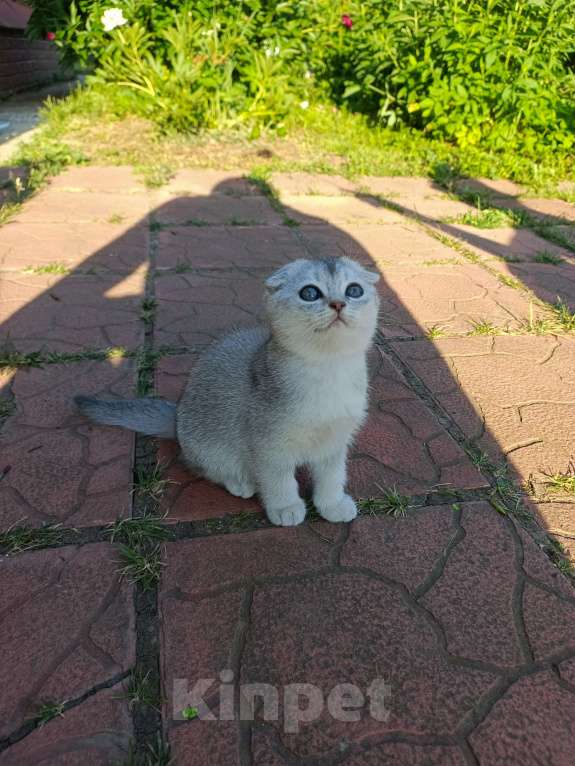Кошки в Москве: Продам Шотландских вислоухих котят Девочка, 12 000 руб. - фото 4