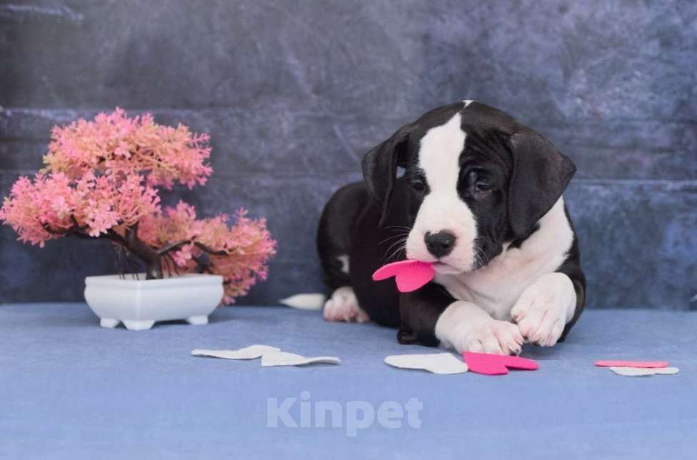 Собаки в Санкт-Петербурге: Мощная и крутая девочка амстаффа Девочка, 1 руб. - фото 5