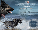 Собаки в Севастополе: щенок восточноевропейской овчарки Девочка, 50 000 руб. - фото 6