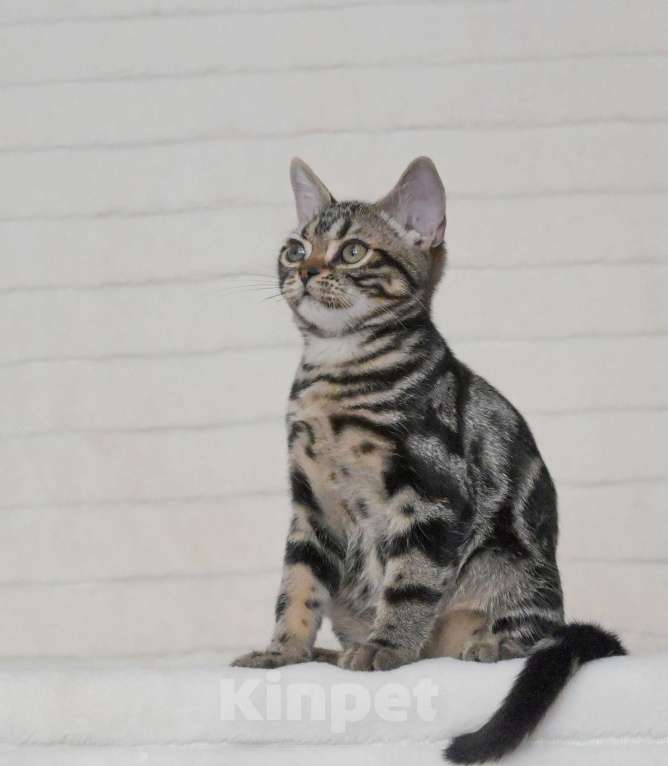 Кошки в Москве: Котята американской короткошерстной породы Мальчик, 70 000 руб. - фото 3