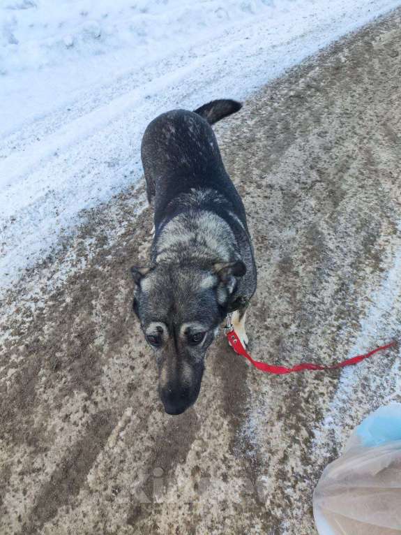 Собаки в Москве: Собака в добрые руки Девочка, Бесплатно - фото 5