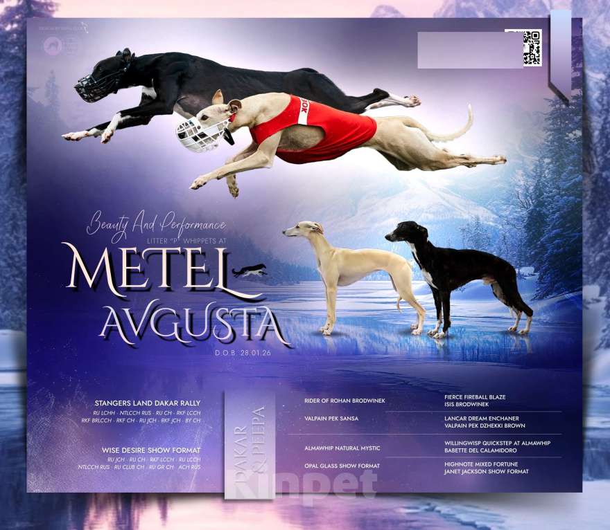 Собаки в Москве: Палевая девочка уиппет Девочка, Бесплатно - фото 4