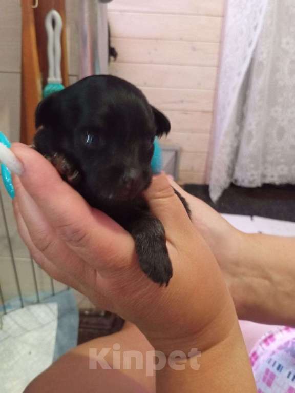 Собаки в Серпухове: Щенки ищут своих хозяев  Мальчик, 15 000 руб. - фото 2