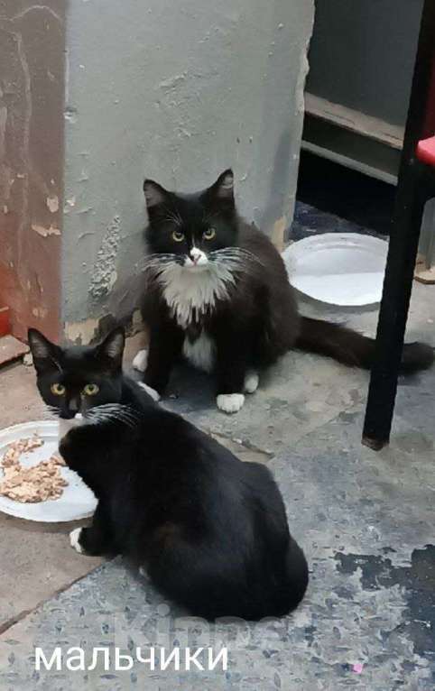 Кошки в Москве: Котята ищут дом Мальчик, Бесплатно - фото 3