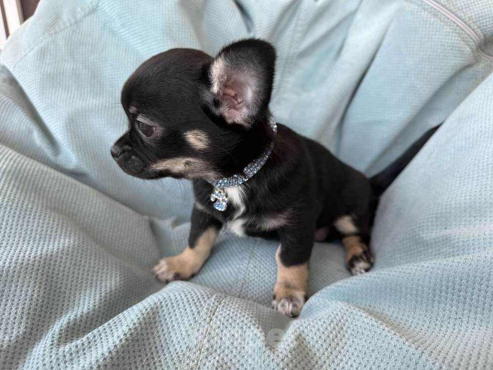 Собаки в других городах Московской области: Девочка чихуахуа  Девочка, 50 000 руб. - фото 2