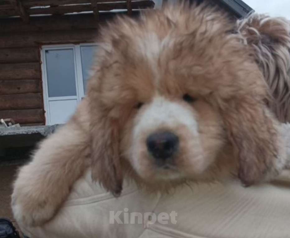 Собаки в Екатеринбурге: Щенки Мальчик, 40 000 руб. - фото 1