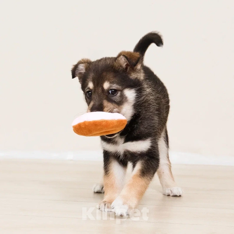 Собаки в Лосином-Петровском: Мокко в добрые руки Мальчик, Бесплатно - фото 8