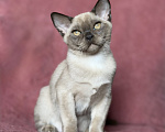 Кошки в Москве: Бурманские котята Мальчик, Бесплатно - фото 3