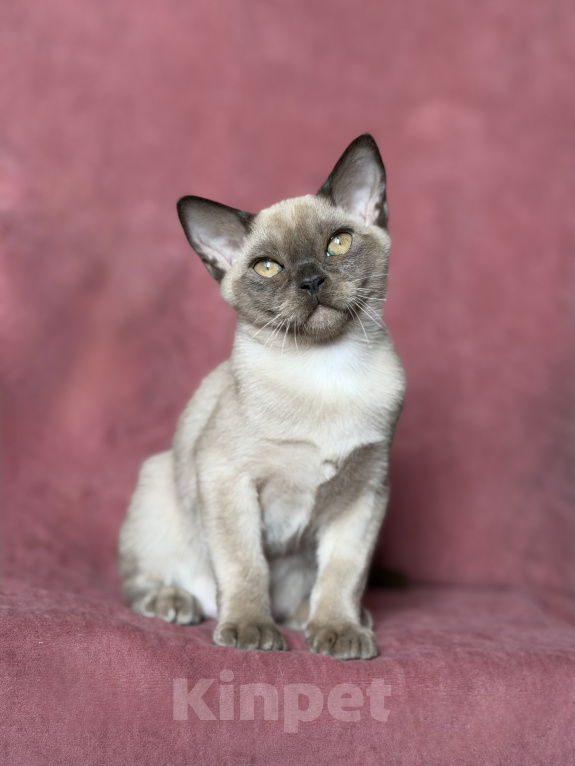 Кошки в Москве: Бурманские котята Мальчик, Бесплатно - фото 3