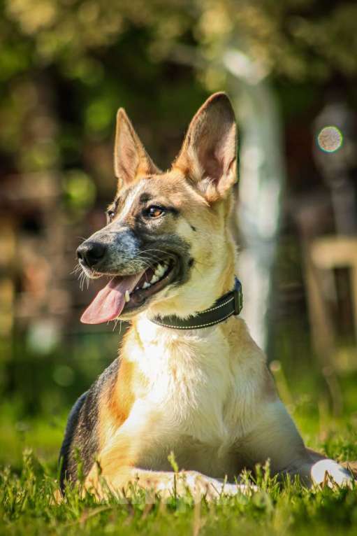 Собаки в Москве: Красавчик, метис овчарки Рэкс в дар Мальчик, 1 руб. - фото 3