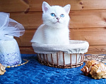 Кошки в Москве: Британский котенок золотистая шиншилла колор-пойнт мальчик Мальчик, 15 000 руб. - фото 3