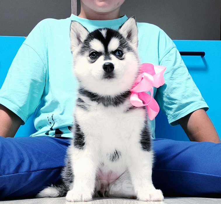 Собаки в Серпухове: Хаски Щенки Разных окрасов Разнополые, Бесплатно - фото 1