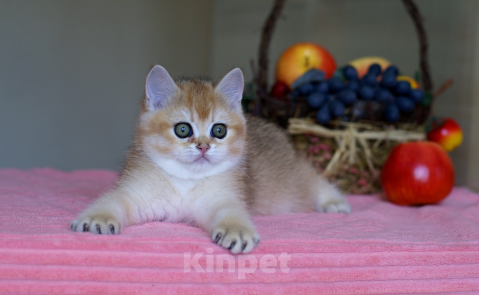 Кошки в Москве: Британский котята Мальчик, 50 000 руб. - фото 3