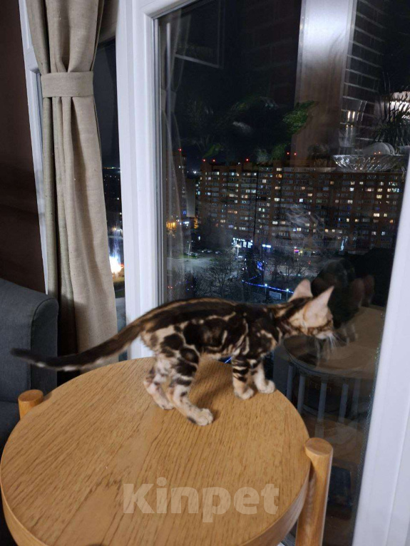 Кошки в Ростове-на-Дону: Бенгальские котята Девочка, 17 000 руб. - фото 8