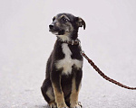 Собаки в Москве: Крошечная собачка Мими в добрые руки Девочка, 1 руб. - фото 2