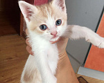 Кошки в Первомайске: Котята, Бесплатно - фото 1