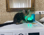 Кошки в Малмыже: Котята для вас., 15 000 руб. - фото 8