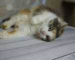Кошки в Мичуринске: Муся 2 года спокойная, 100 руб. - фото 1