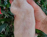 Собаки в Сочи: Щенок Чихуахуа Мальчик, 25 000 руб. - фото 2