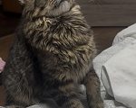 Кошки в Хабаровске: Котенок мейн-кун, ждет свой дом🫶🏻 Девочка, 16 000 руб. - фото 2