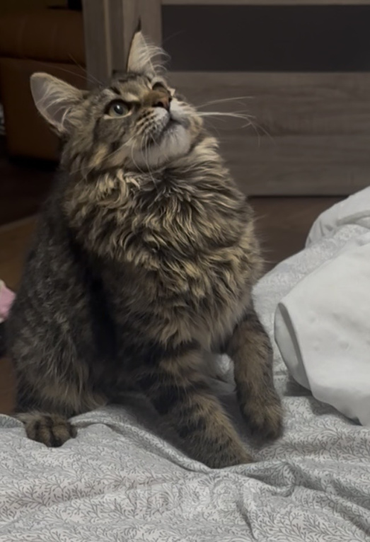 Кошки в Хабаровске: Котенок мейн-кун, ждет свой дом🫶🏻 Девочка, 16 000 руб. - фото 2