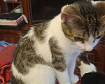 Кошки в Москве: Котенок " Муха" Мальчик, Бесплатно - фото 4