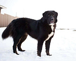 Собаки в Москве: Крупная собака ищет семью Мальчик, Бесплатно - фото 4