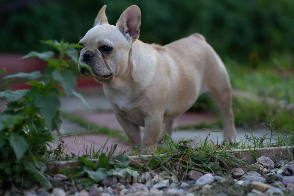 Собаки в других городах Московской области: Лора бесподобная девочка Девочка, 150 000 руб. - фото 8