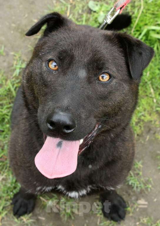 Собаки в Санкт-Петербурге: Небольшая необычная собака ищет дом Девочка, Бесплатно - фото 3