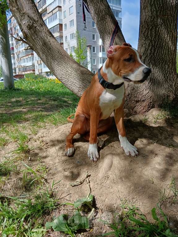 Собаки в Томске: Щенки Американский стафордширский терьер  Девочка, 25 000 руб. - фото 7