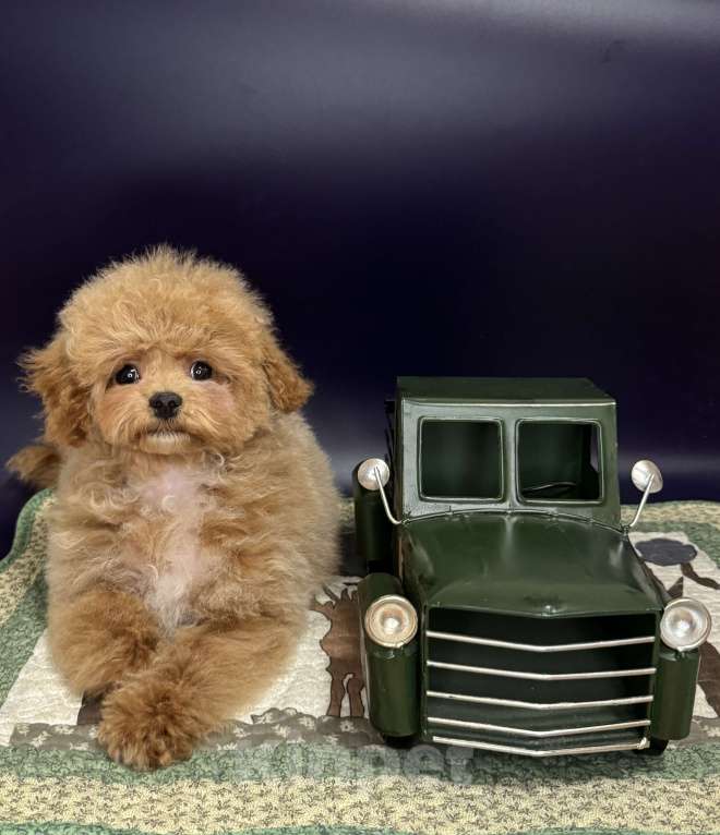 Собаки в Москве: Щенок Мальтипу Мальчик, 100 000 руб. - фото 2