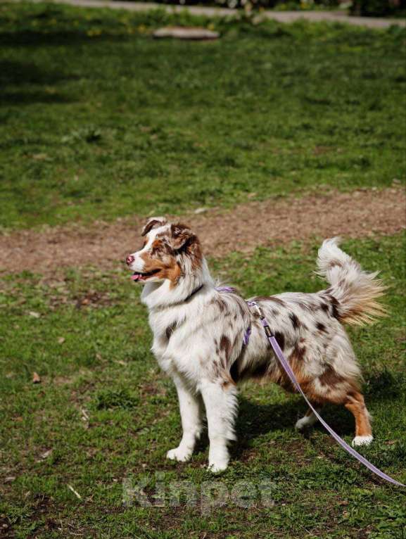 Собаки в Москве: Ищем семью для щенка Аусси Мальчик, 35 000 руб. - фото 3